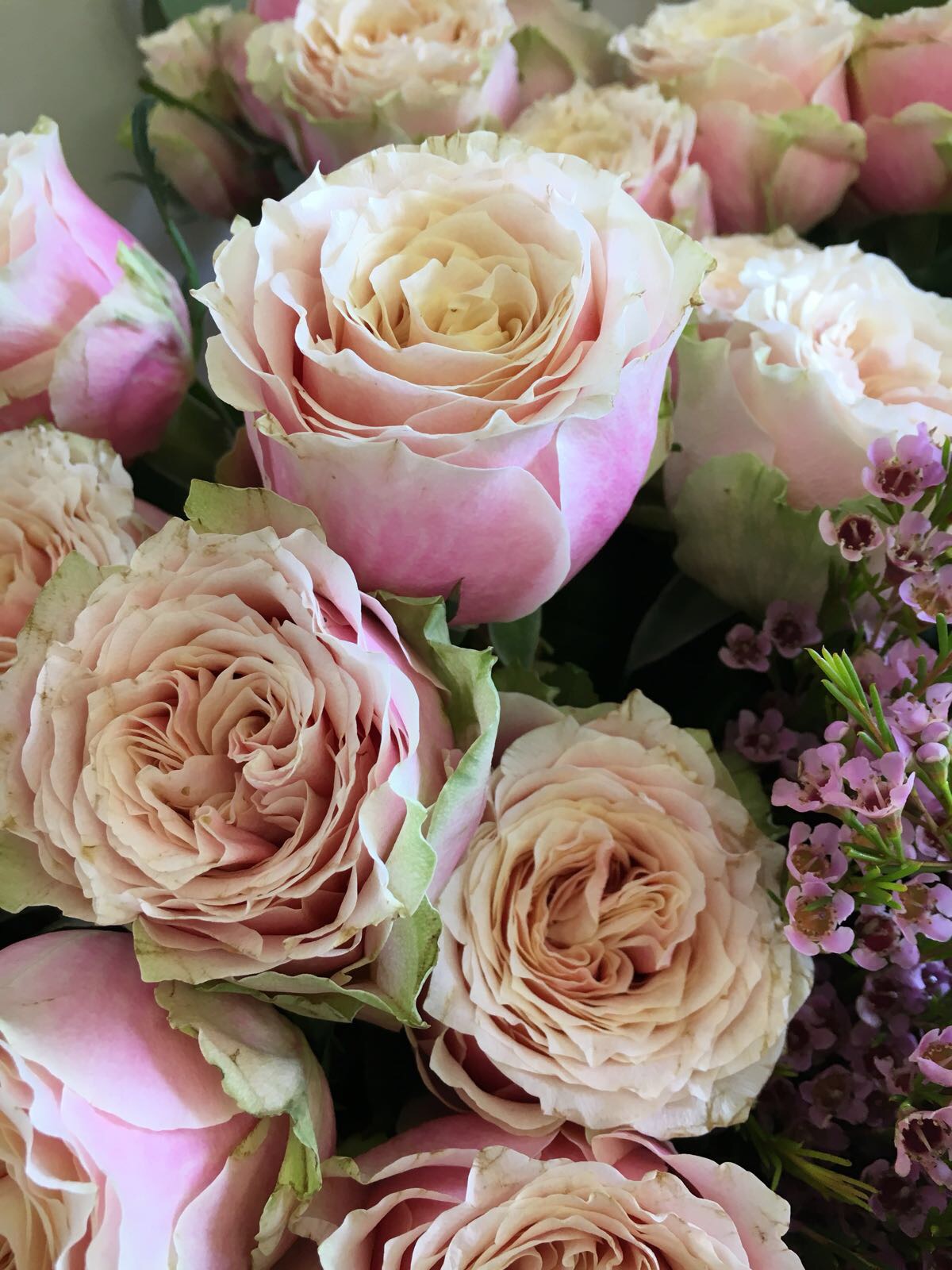 Helen Of Troy Antique pink roses, pink roses, vintage roses, wedding bouquet