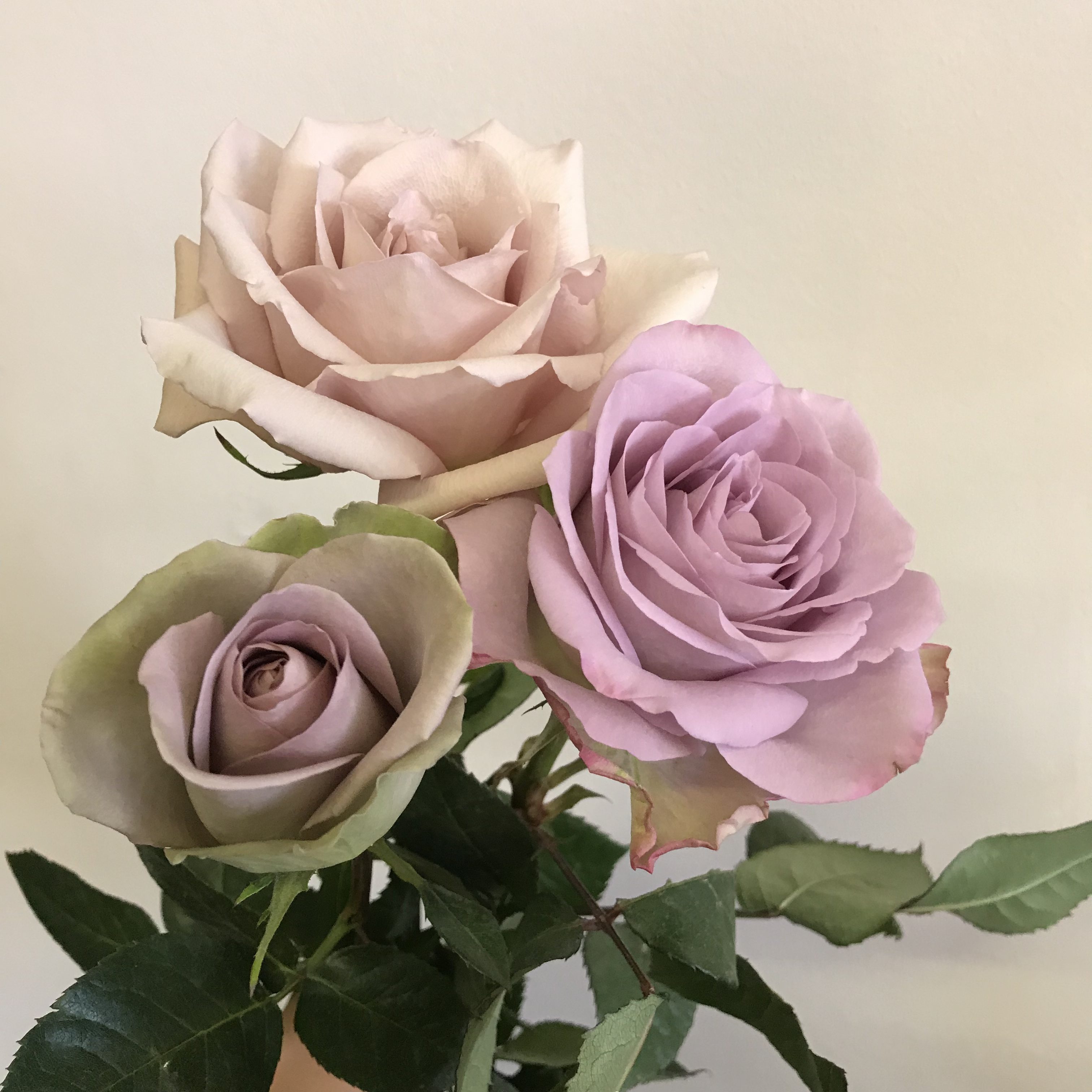The Vintage Rose