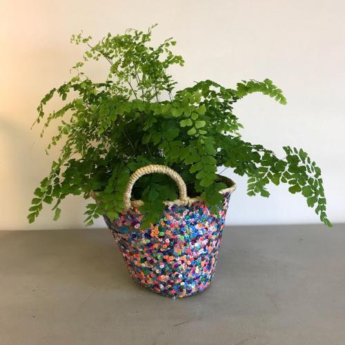 indoor plants